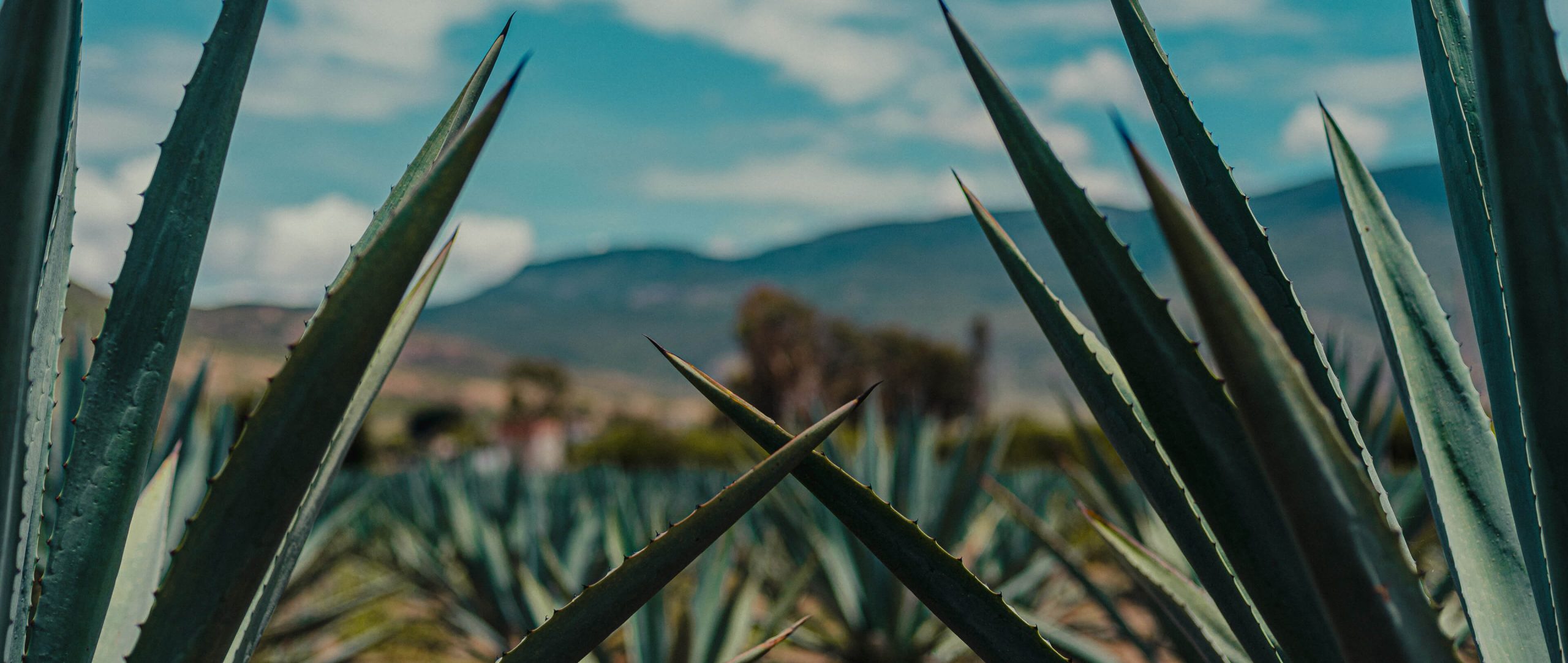 agave plant
