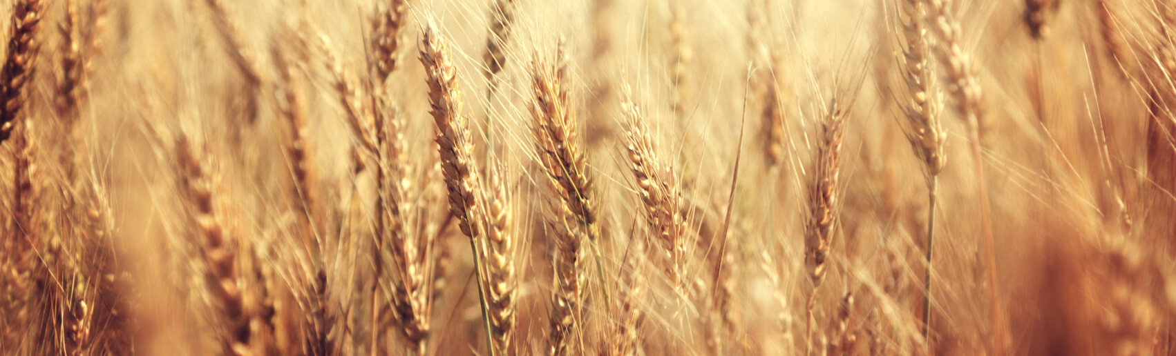 Barley and malt crops